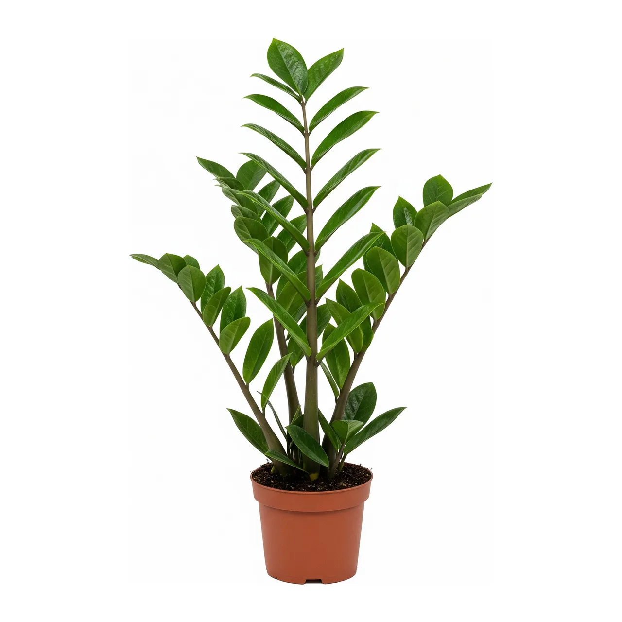 Muda de Zamioculca (Zamioculcas zamiifolia)