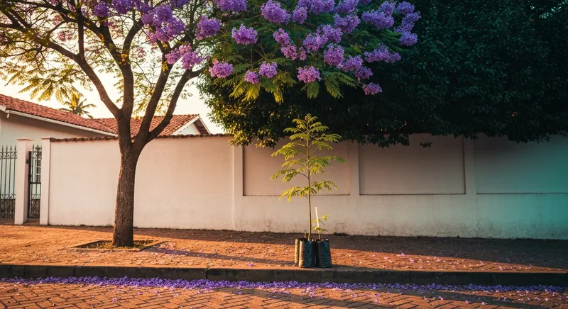 Capa do guia de compra de muda de Jacaranda Mimoso (Jacaranda mimosifolia): Jacarandá-Mimoso: Quintal ou Calçada